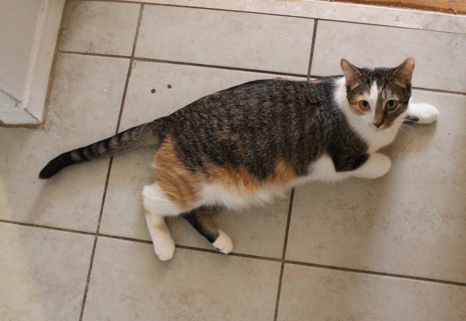 _Rosie-IMG_4021